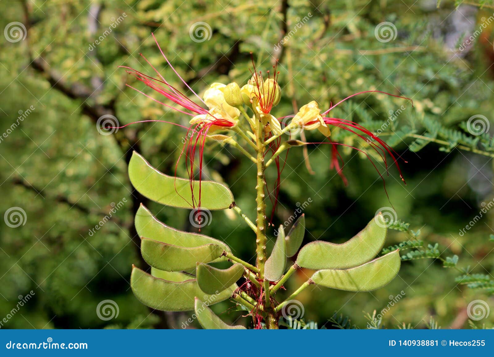 El Arbusto De La Ave Del Paraíso O Planta De Florecimiento Del Gilliesii De  Erythrostemon Con Las Cabezas De Flor Integradas Por Imagen de archivo -  Imagen de compuesto, caliente: 140938881