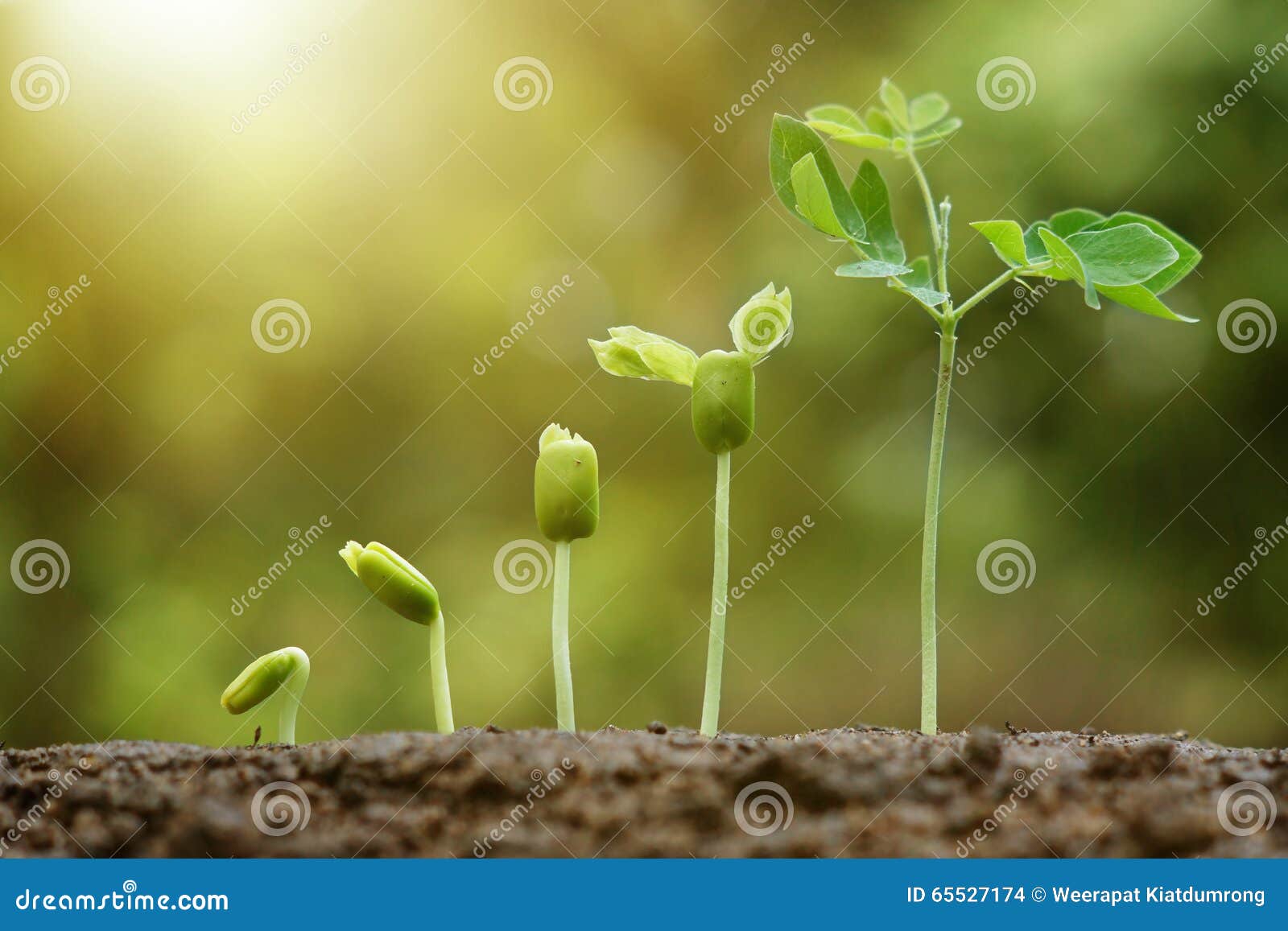 El bebé planta el almácigo. El bebé planta el crecimiento en secuencia de la germinación en suelo fértil con el fondo verde natural