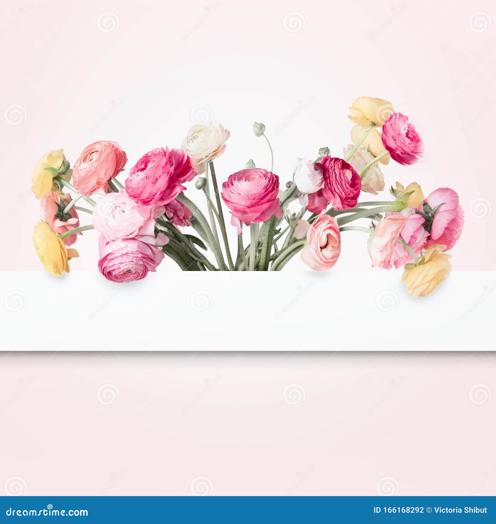 El Bonito Acondicionamiento De Las Flores Con Marco Blanco Y Fondo Rosa Pastel Concepto Creativo Copiar Espacio Para Su Diseño Bo Foto de archivo - Imagen de arte, extracto: 166168292 El Bonito Acondicionamiento De Las Flores Con Marco Blanco Y Fondo Rosa Pastel Concepto Creativo Copiar Espacio Para Su Diseño Bo Foto de archivo - Imagen de arte, extracto: 166168292