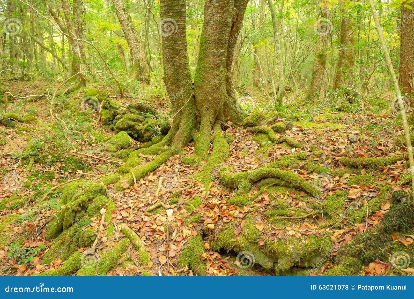 El bosque viejo foto de archivo. Imagen de bosque, verde 63021078
