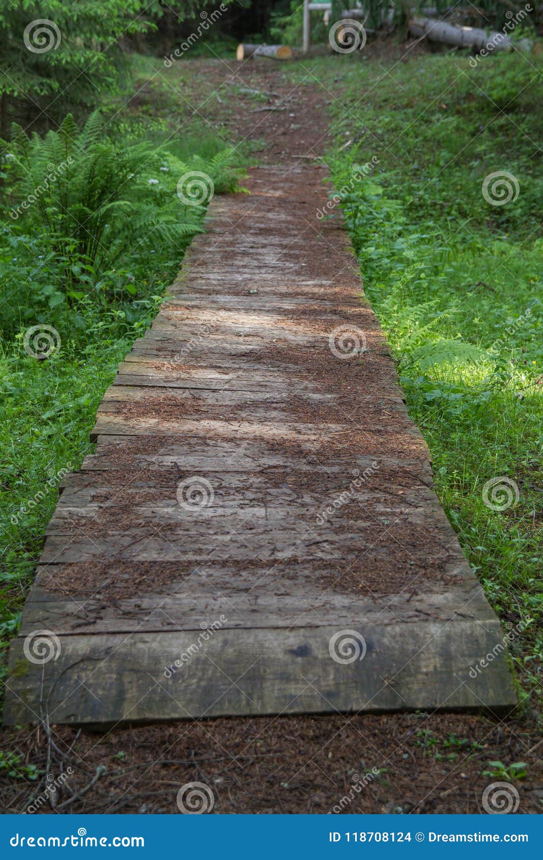 El Bosque Viejo Del Rezervation Del Bosque Gren Foto de archivo