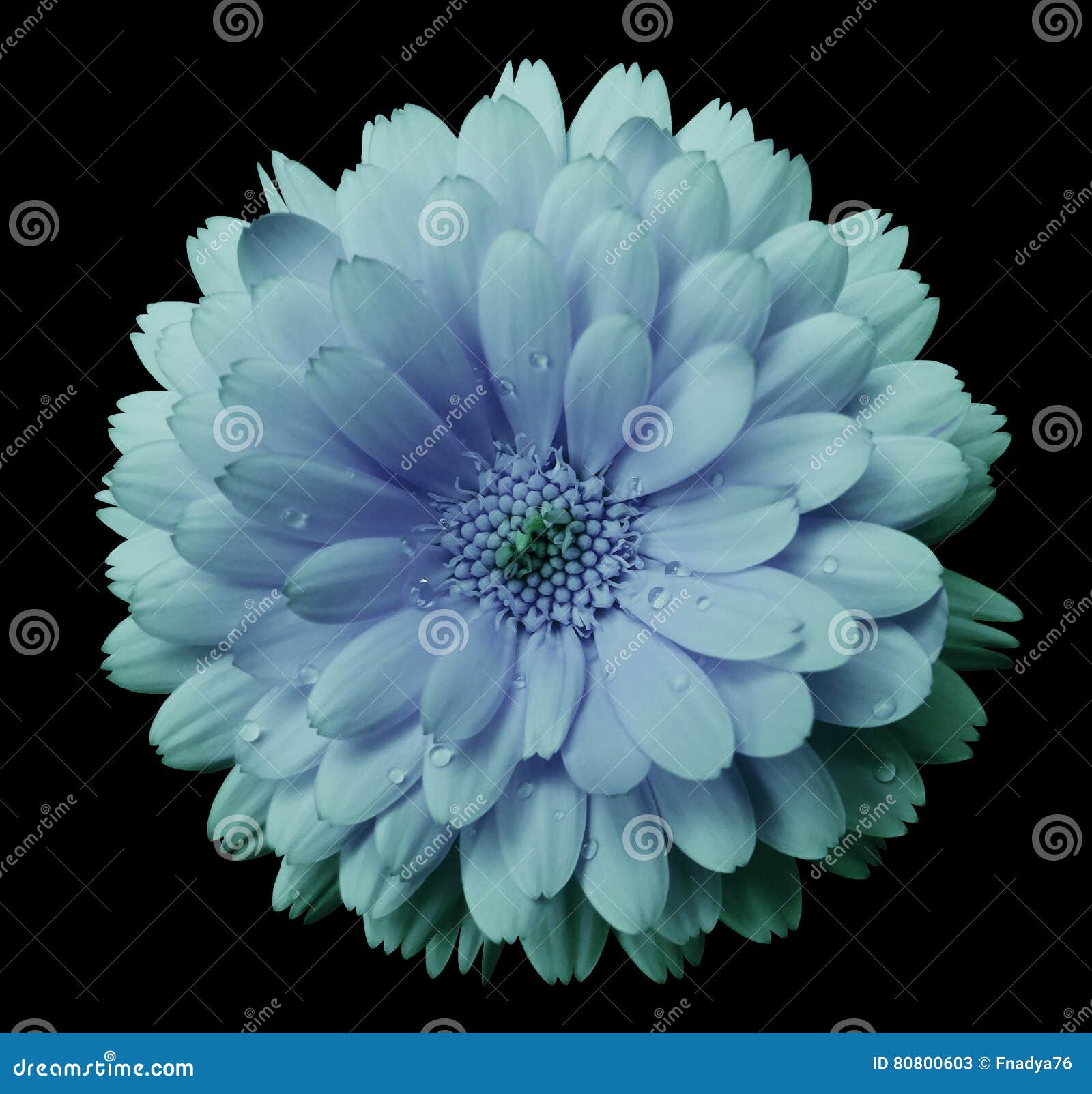 El Calendula De La Flor De La Oscuro-azul-turquesa, Pétalos De Los Flores  Azules Con Rocío, Ennegrece El Fondo Aislado Con La Tra Imagen de archivo -  Imagen de flores, regalo: 80800603