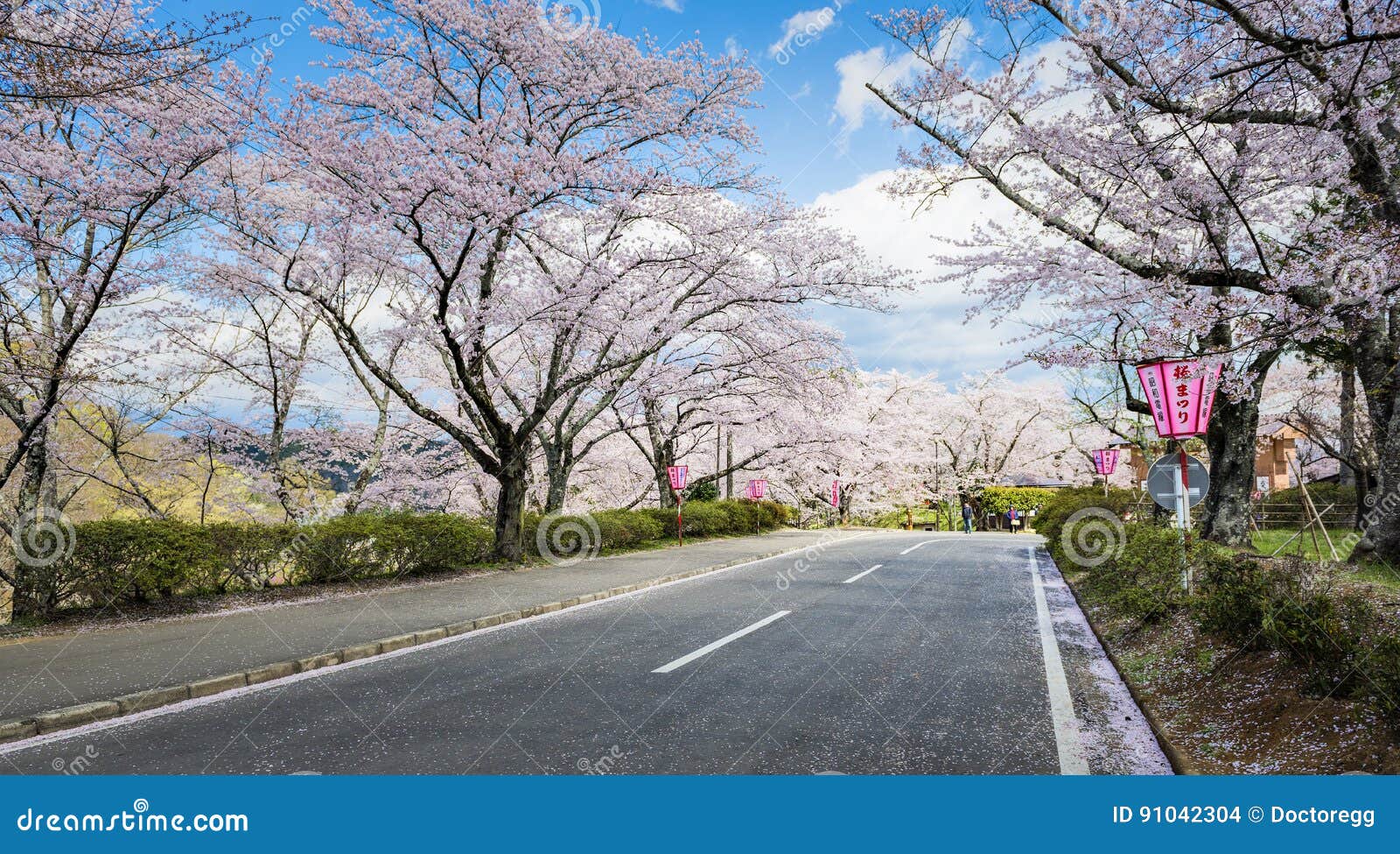 El camino con Sakura Trees en el castillo de Funaoka arruina el parque, Sendai, Japón. El parque de las ruinas del castillo de Funaoka es el lugar más popular para Sakura Sightseeing en primavera