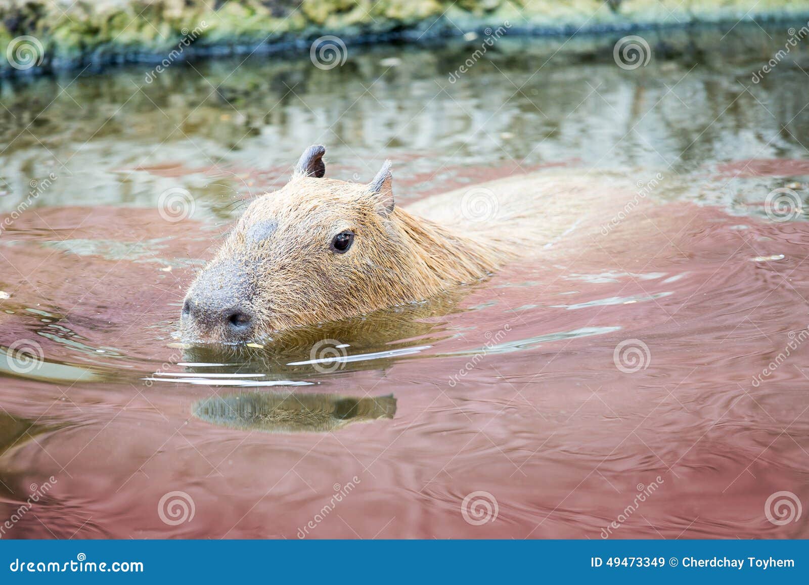 El Capybara (roedor) Está Nadando En La Charca Imagen de archivo - Imagen  de primer, cubo: 49473349