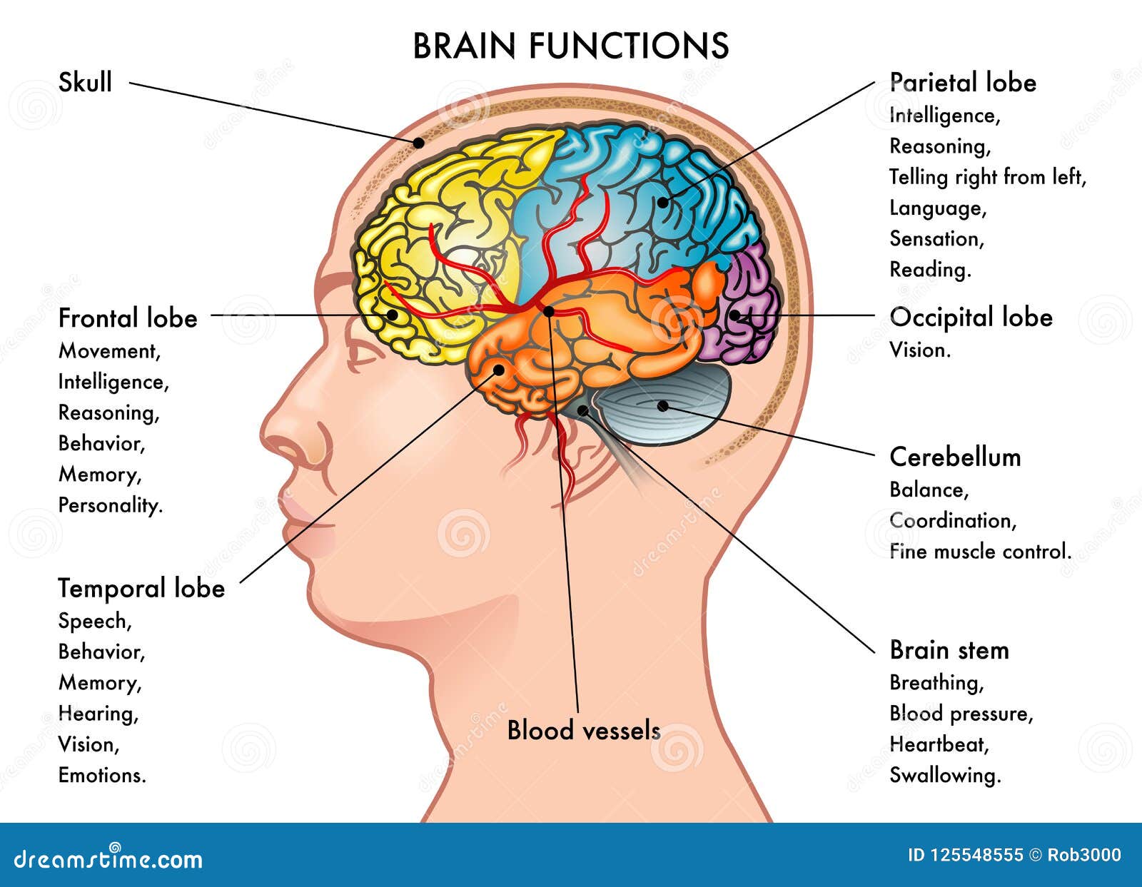 Como funciona el cerebro con cetosis