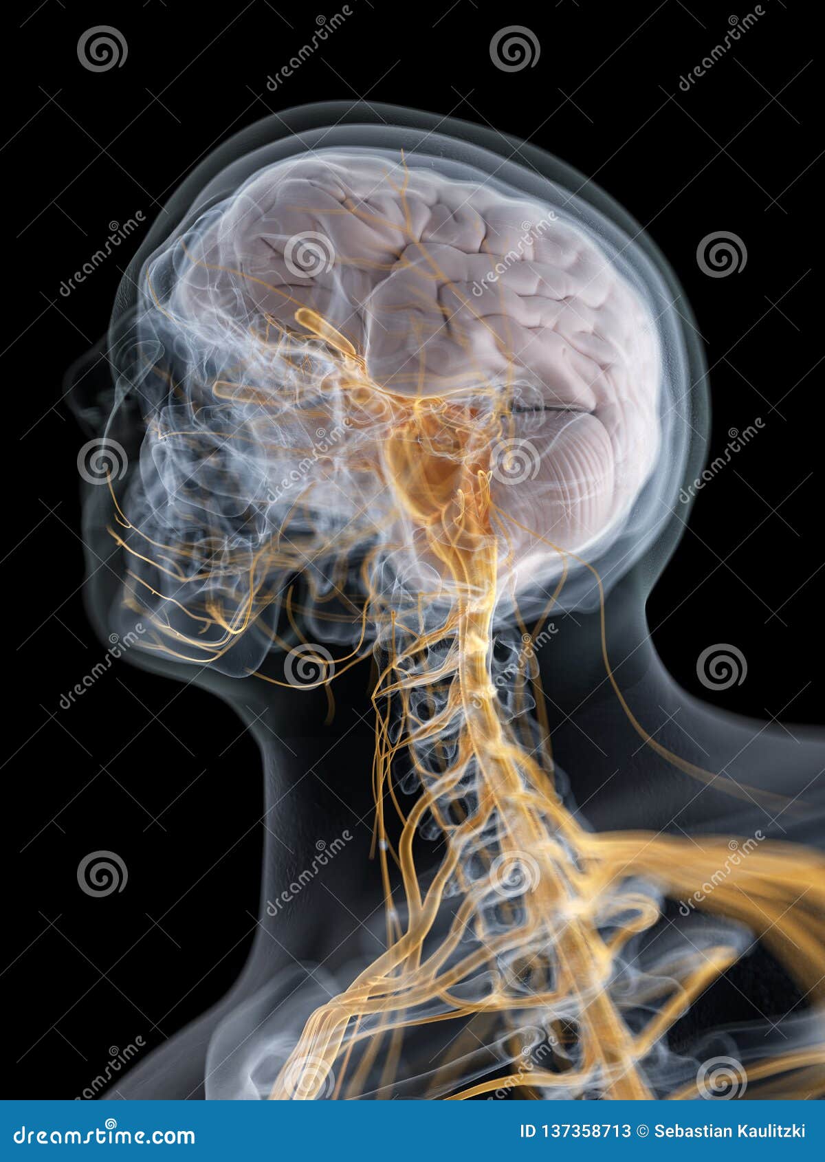 el cerebro y el sistema nervioso stock de ilustración ilustración de