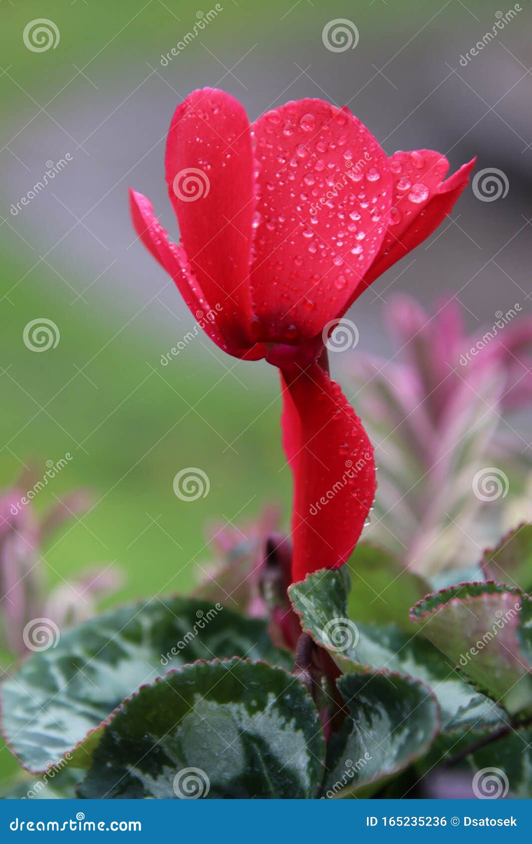 El Ciclamen Rojo Bajo La Lluvia Foto de archivo - Imagen de haga, hermoso:  165235236