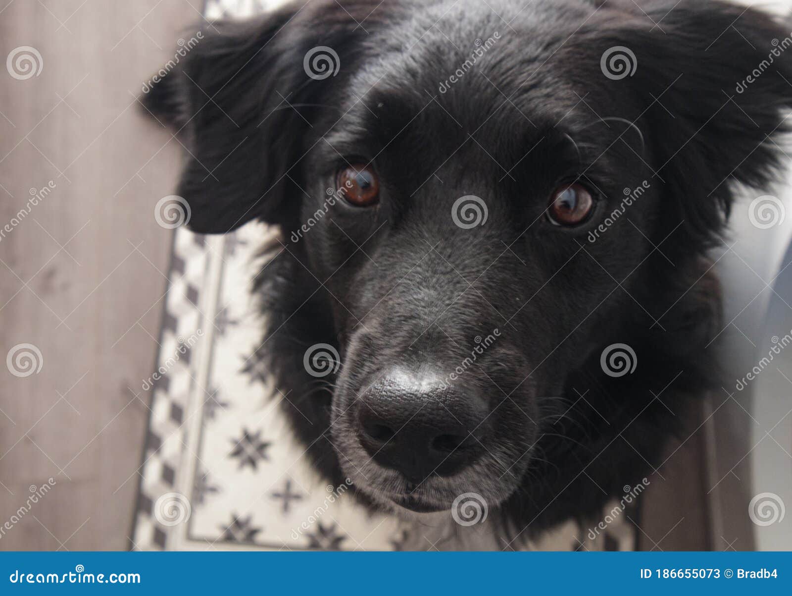 Un perro negro está mirando a la cámara.