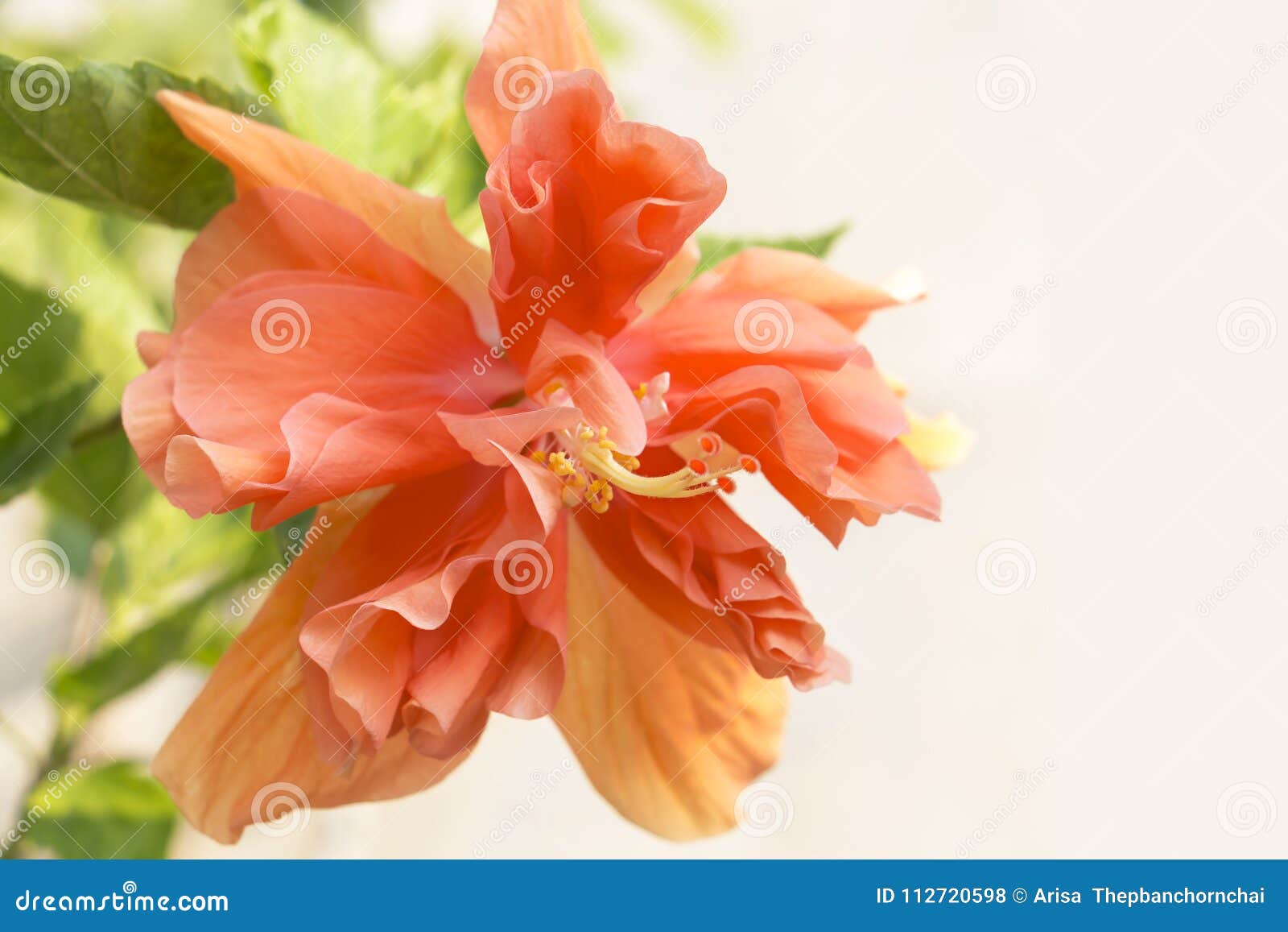 Resultado de imagen para La flor más hermosa de China ....imagen