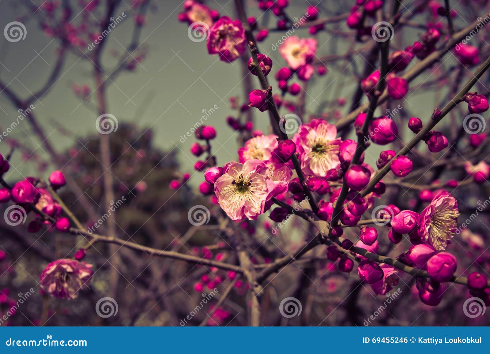 El Ciruelo Rosado Florece En El Invierno, Tono Del Vintage Foto de archivo  - Imagen de albaricoque, resorte: 69455246