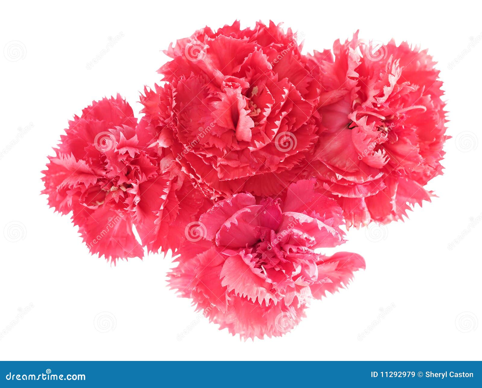 El Clavel Rosado Florece Caryophyllus Del Clavel Imagen de archivo