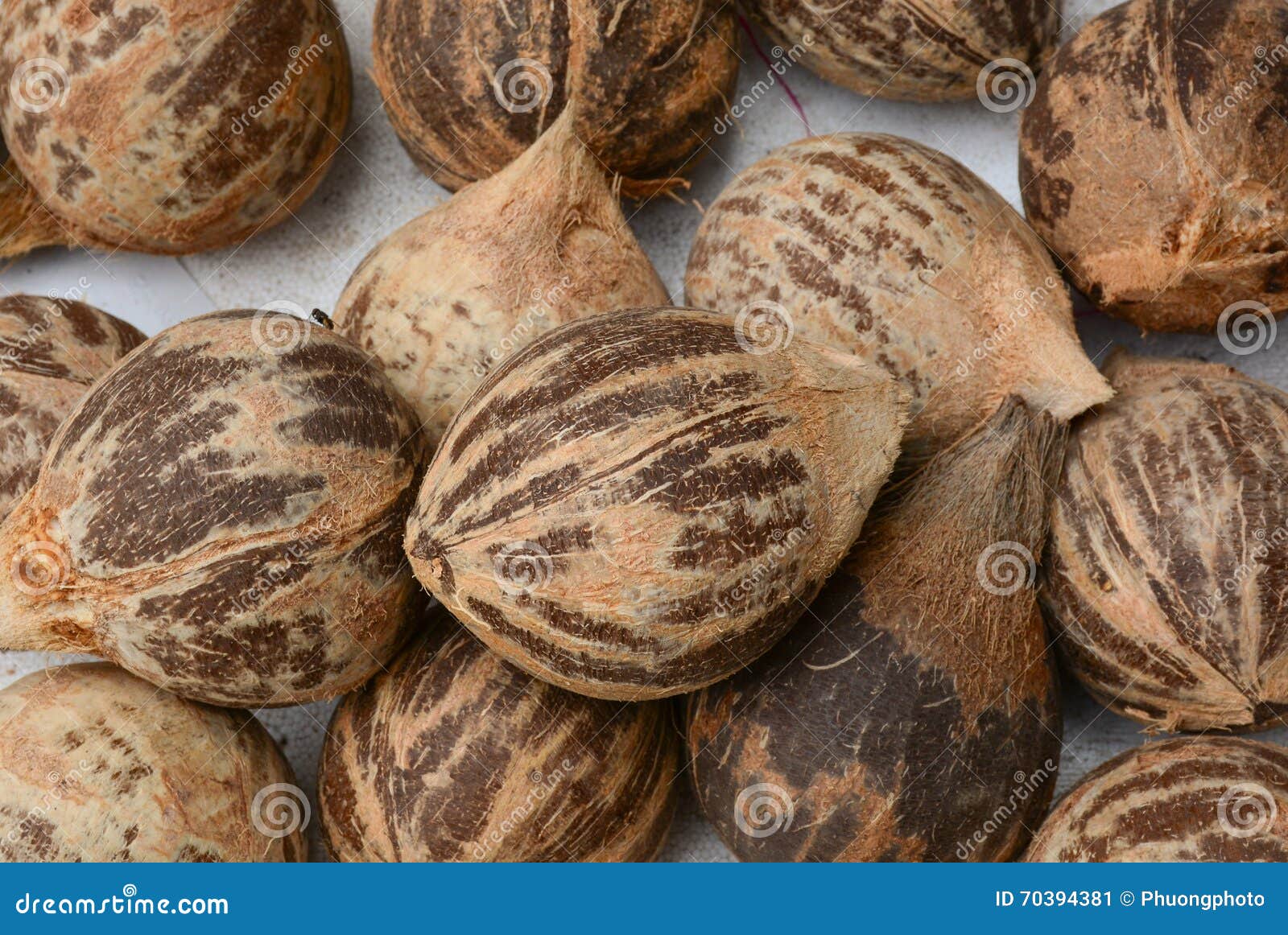 El Coco Da Fruto Para La Venta En Bali, Indonesia Imagen de archivo