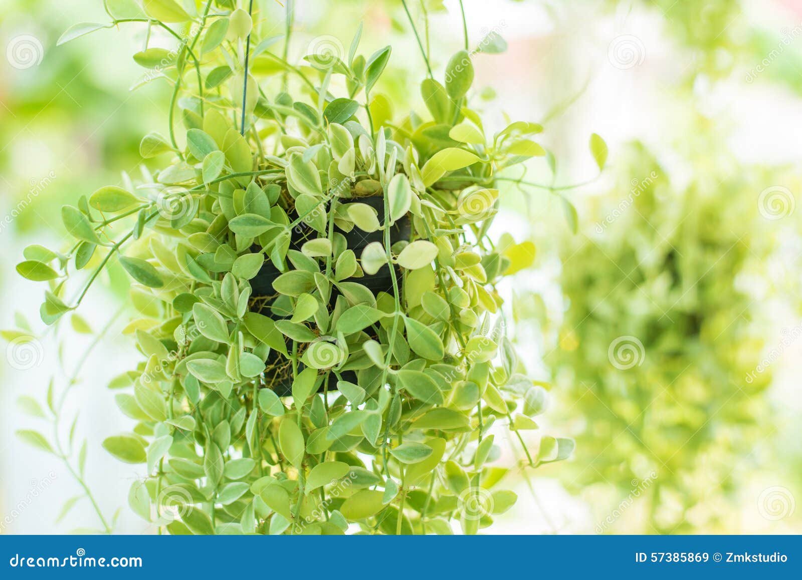 El Colgante Adorna Las Plantas Verdes De La En El Jardín Imagen de archivo - Imagen de blanco, hojas: 57385869