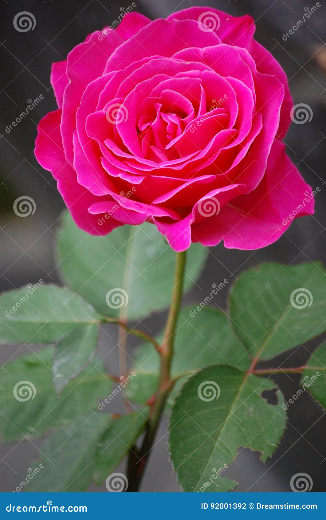 El Color De Rosa Se Levantó Foto de archivo - Imagen de enviado, perfecto:  92001392