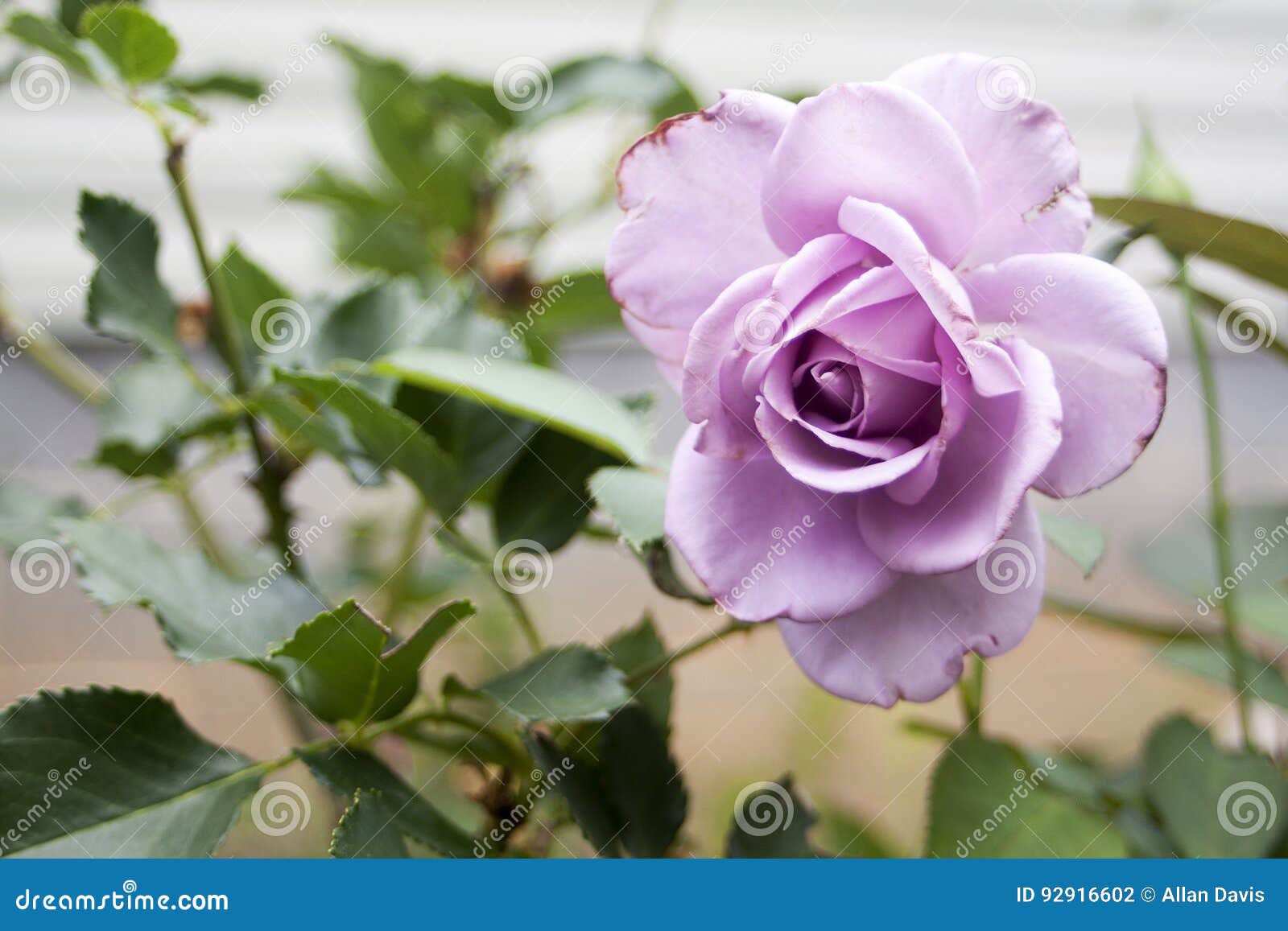 El color de rosa se levantó. Rosa del rosa en la floración, en foco agudo contra fondo borroso