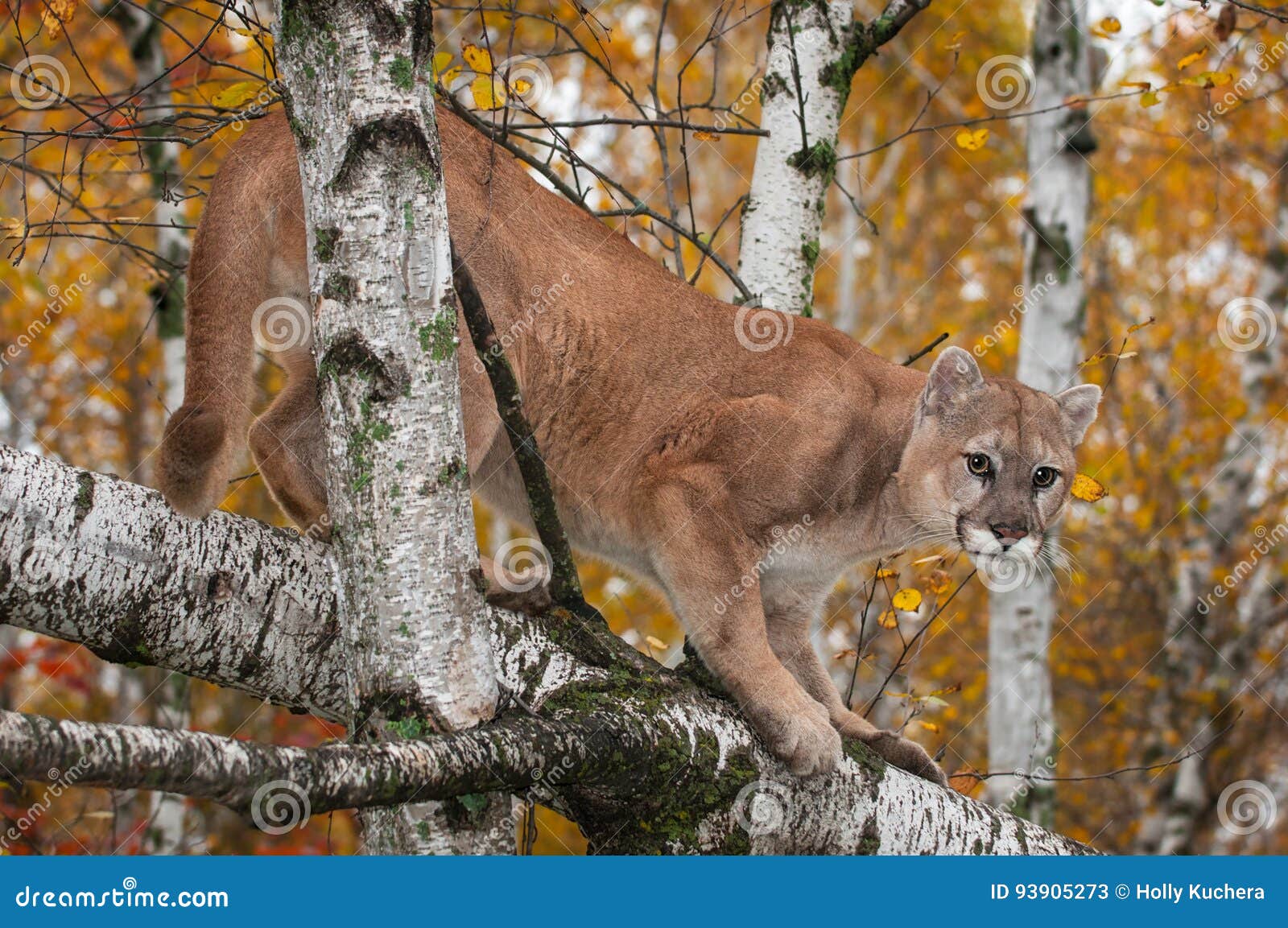 el puma un arlequin