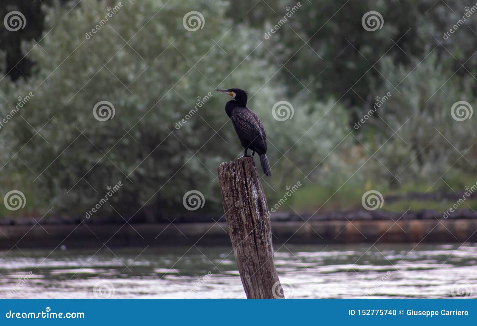 El cormorán común, una clase de cuervo de los mares, es un pájaro de gran tamaño, con una cabeza oscura, cuello y cuerpo y un rob. El cormorán común, una clase de cuervo de los mares, es un pájaro de gran tamaño, con una cabeza oscura, cuello y cuerpo y un pico gancho-formado robusto Las plumas bronceadas del ala se confinan en negro y crean un contraste cromático con el resto del cuerpo; el plumaje más bajo es casi totalmente negro Distinguen a los varones adultos y a las hembras de los jóvenes, que, en el primer año de vida, tienen un vientre cubierto con las plumas blancas que forman un remiendo grande o más extenso Durante el segundo año, esta banda blanca desaparece, pero todavía siguen siendo reconocibles por el color pardusco del plumaje, que comienza a asemejarse que de adultos solamente durante el tercer año de vida