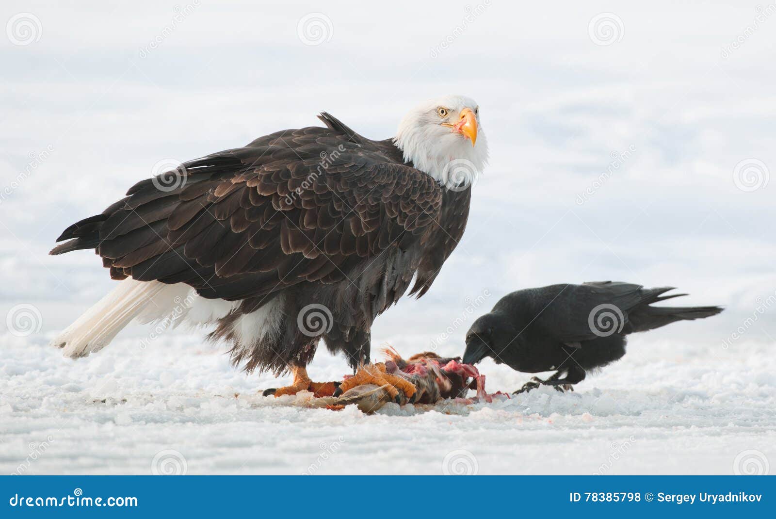 El Cuervo Y El águila Calva Foto de archivo - Imagen de america, exterior:  78385798