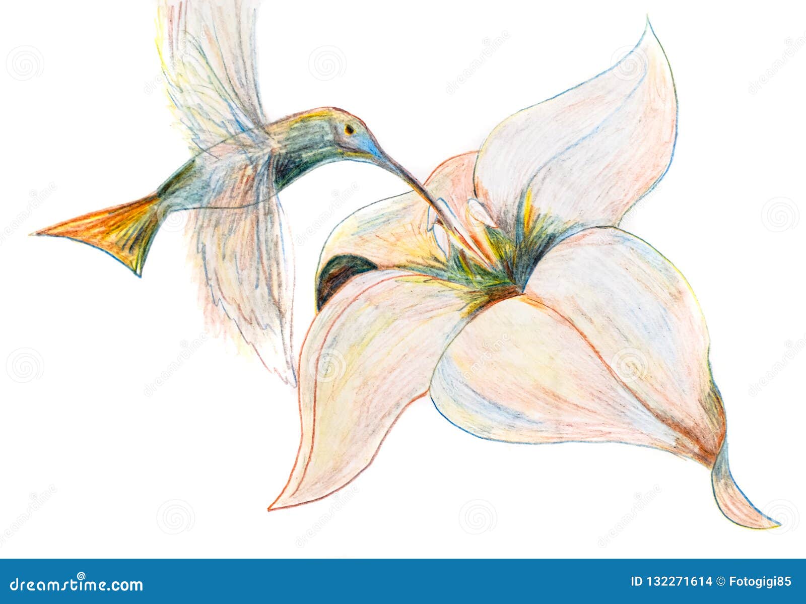El Dibujo De Un Lápiz Como Un Colibrí Asoma Sobre Una Flor Y Un Néctar De  Las Bebidas Stock de ilustración - Ilustración de arte, pintura: 132271614