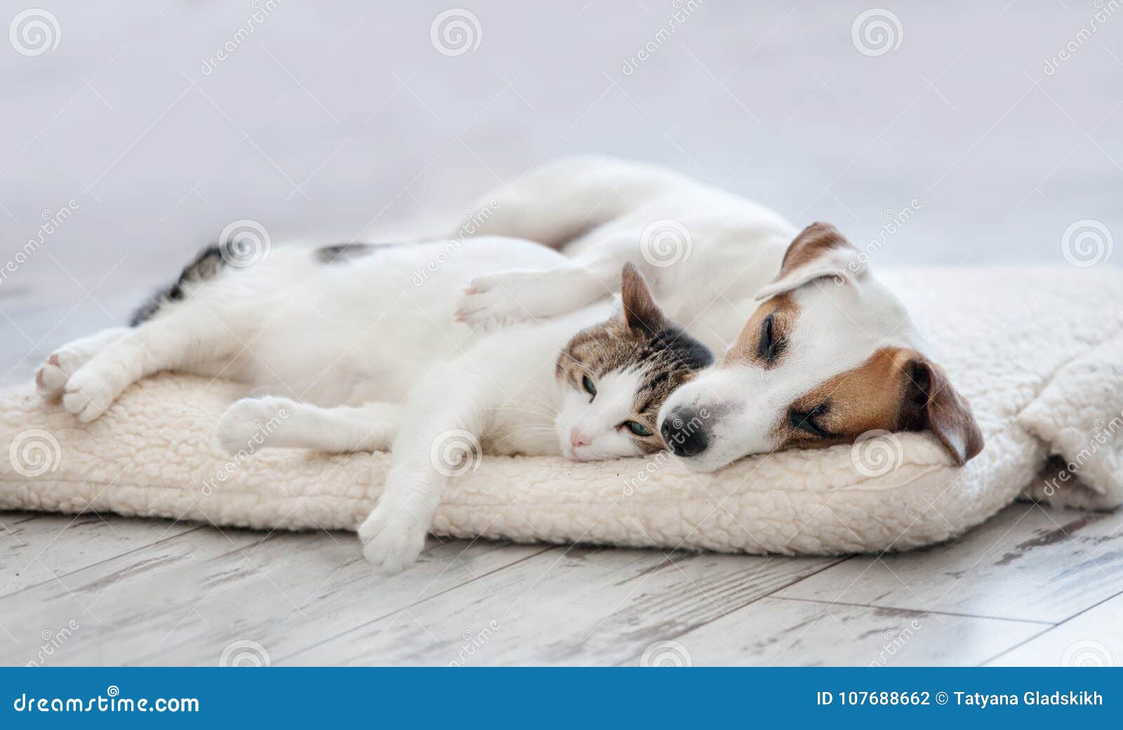 El Dormir Del Gato Y Del Perro Foto de archivo Imagen de lazo