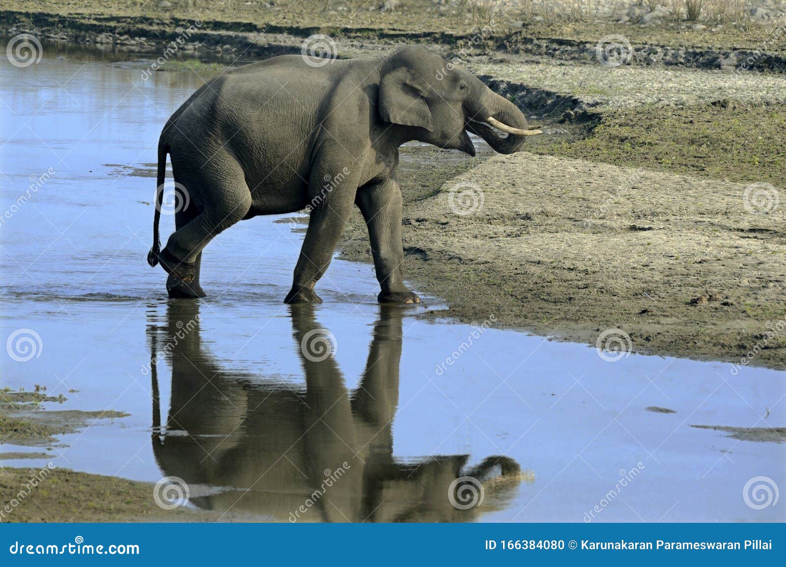 El Elefante De Toro Bebe Y Cruza Foto De Archivo Imagen De Animales Beber El Elefante De Toro Bebe Y Cruza Foto De Archivo Imagen De Animales Beber