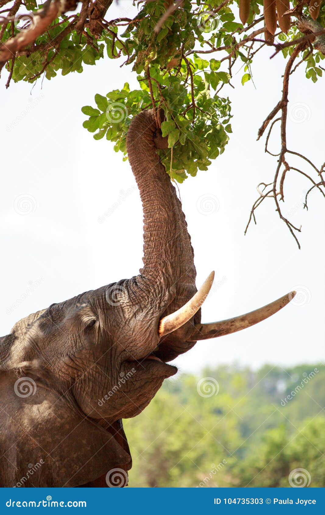 carne clima histórico El Elefante Que Alcanza Para Arriba Con El Tronco a La Alimentación En El  Mango Verde Vibrante Se Va Imagen de archivo - Imagen de africano,  exterior: 104735303