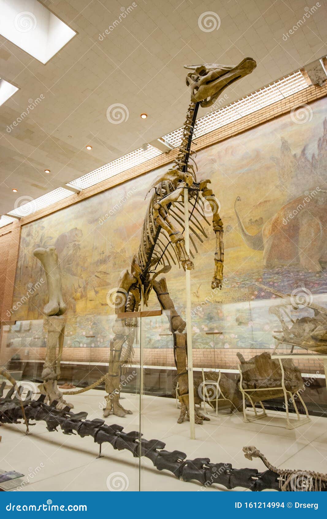 El Esqueleto De Los Dinosaurios Reales a La Exposición Del Museo De La Palentología Imagen de archivo editorial - Imagen de grande, animal: 161214994 El Esqueleto De Los Dinosaurios Reales a La Exposición Del Museo De La Palentología Imagen de archivo editorial - Imagen de grande, animal: 161214994