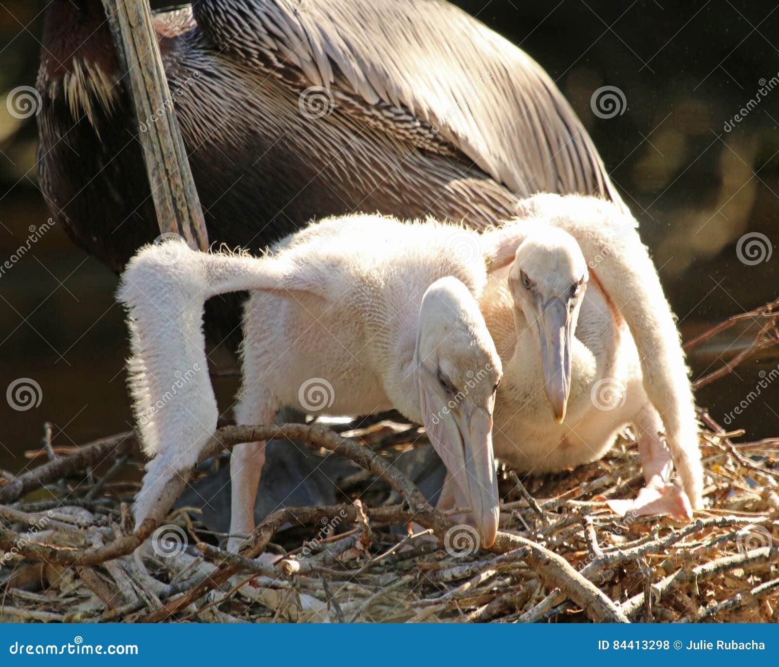 528 Bebe Pelicano Fotos Libres De Derechos Y Gratuitas De Dreamstime