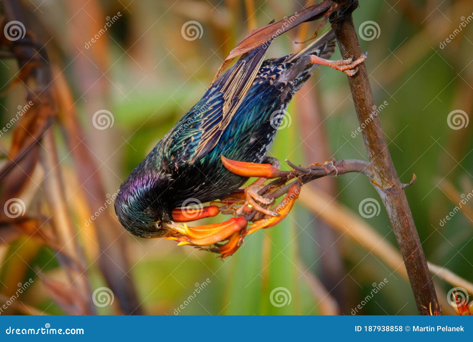 El Esturión Europeo Sturnus Vulgaris Polinizando Las Flores Australianas. Introducción De Ave Europea En Australia Nueva Zelandia Foto de archivo - Imagen de pluma, especie: 187938858 El Esturión Europeo Sturnus Vulgaris Polinizando Las Flores Australianas. Introducción De Ave Europea En Australia Nueva Zelandia Foto de archivo - Imagen de pluma, especie: 187938858