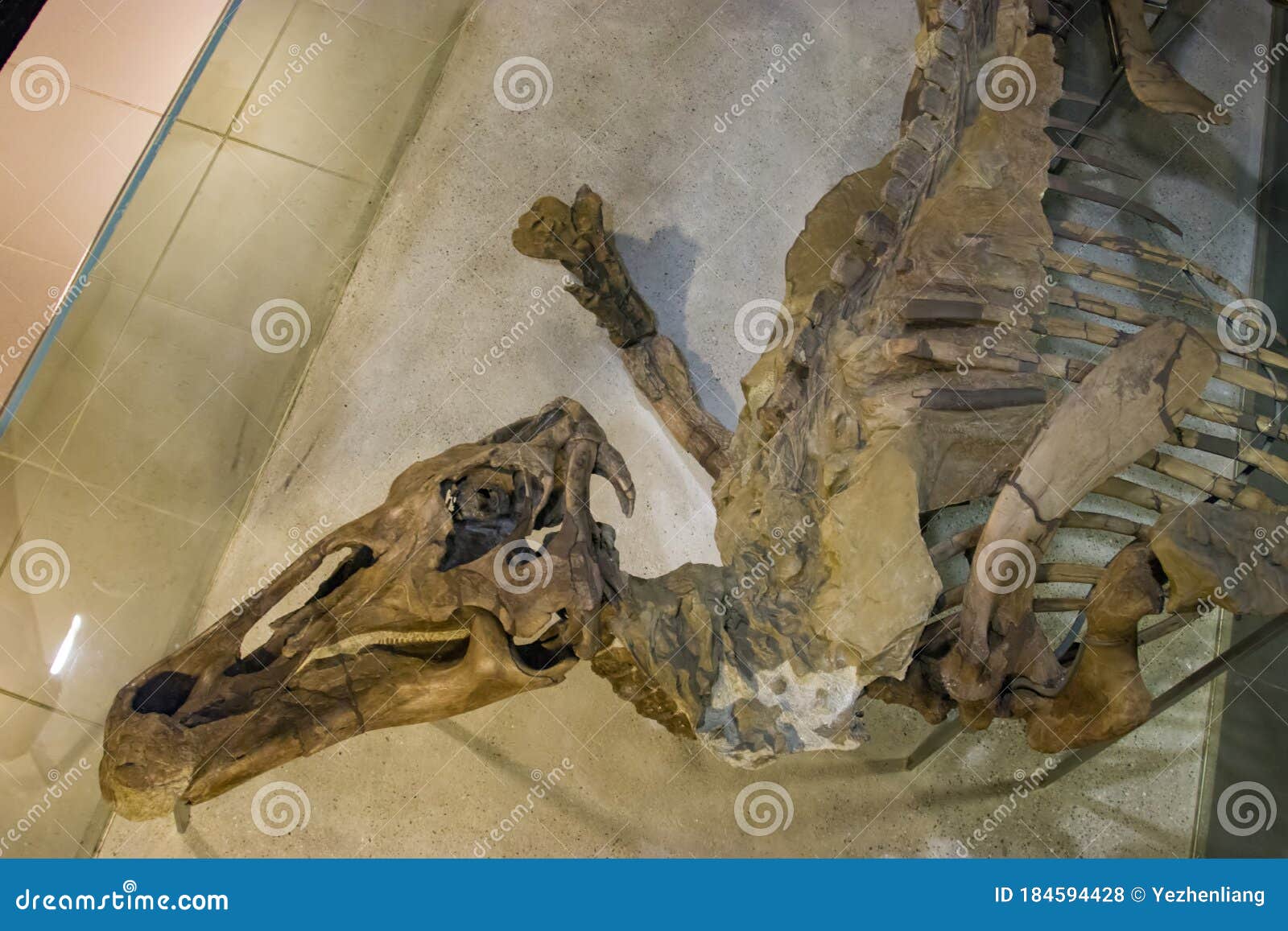 El Fósil De Momia De Edmontosaurus Annectens En Naturmuseum Senckenberg.  Foto de archivo editorial - Imagen de hueso, original: 184594428