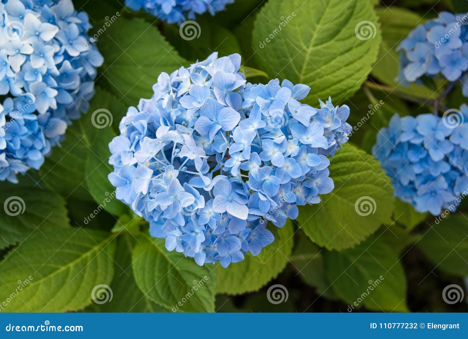 El Flor Azul De La Hortensia Con Verde Se Va En El Jardín Foto de archivo -  Imagen de agosto, arbusto: 110777232