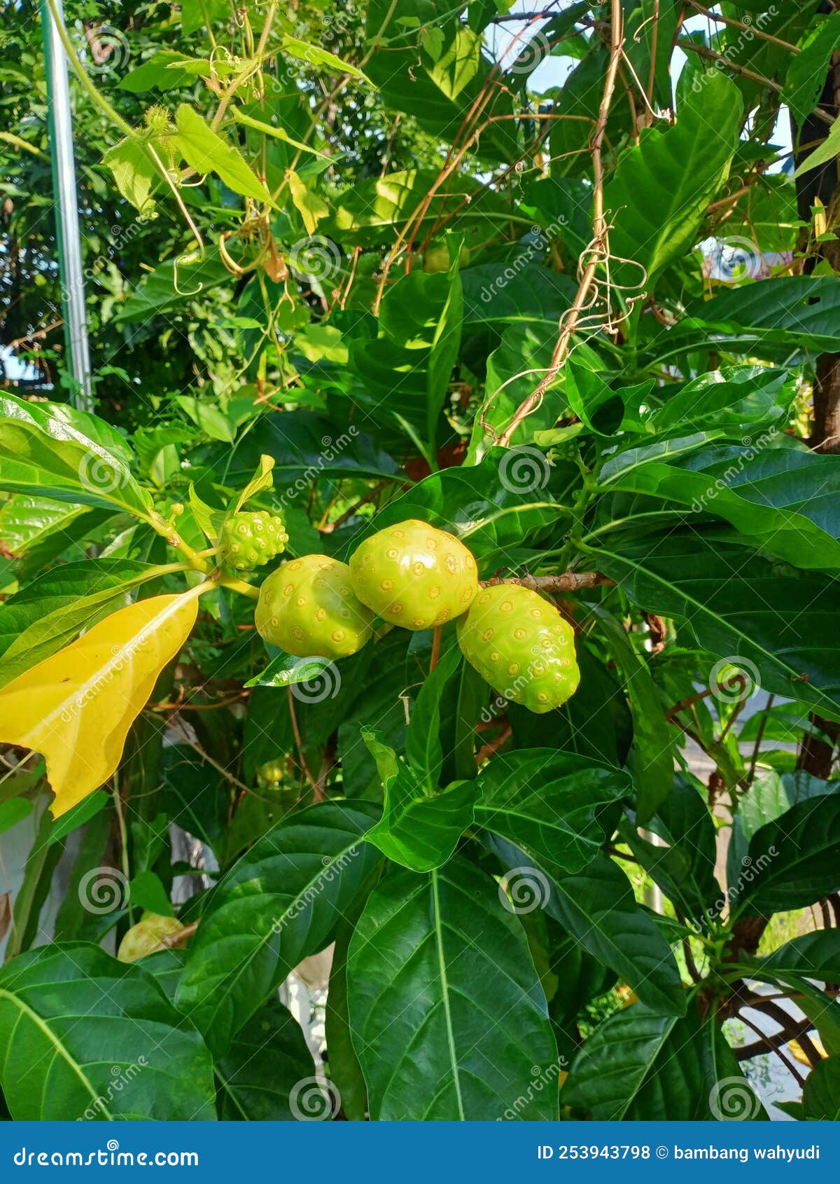 El fruto de noni tree foto de archivo. Imagen de flor 253943798