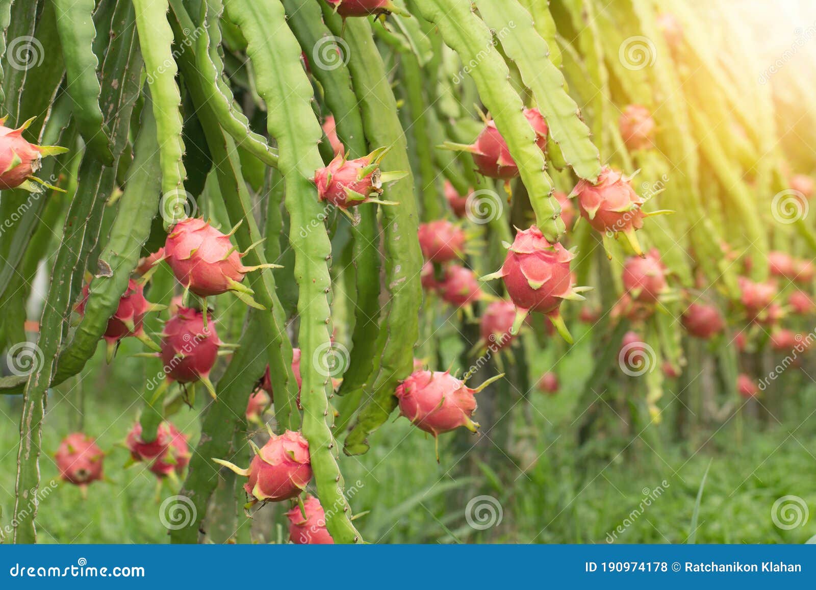 El Fruto Del Dragón En La Planta Fruto De Pitaya Crudo En El árbol a Pitaya  O Pitahaya Es El Fruto De Varias Especies De Cactus in Foto de archivo -  Imagen