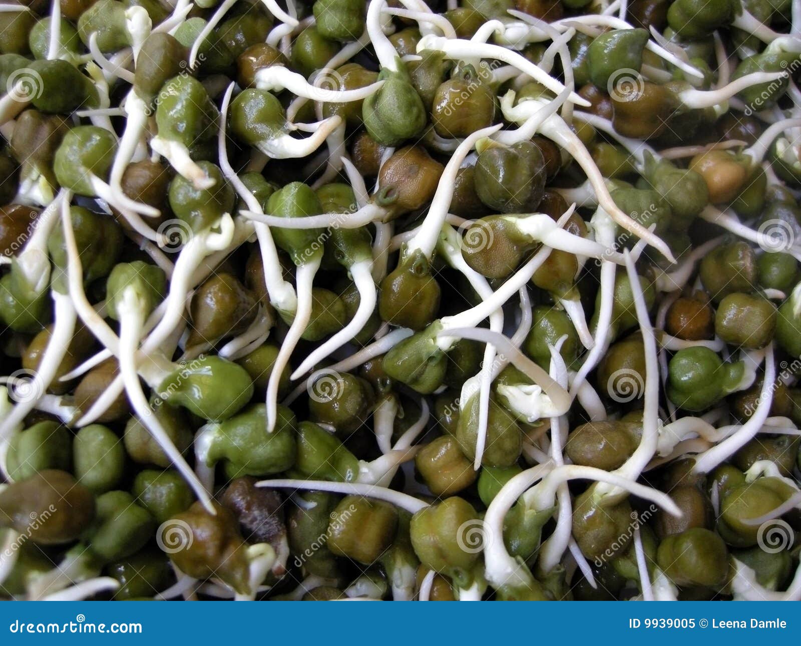 El Garbanzo Verde Brota Seises Imagen de archivo Imagen de planta