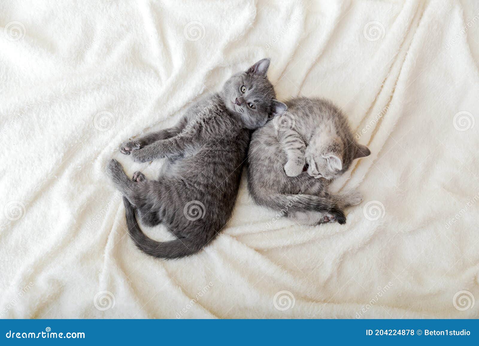 El Gatito Esponjoso De La Pareja Se Relaja En La Alfombra Blanca Pequeno Gris Del Bebe Y Gato Adorable Del Tabby Enamorada Los G Foto De Archivo Imagen De Casero Gatitos