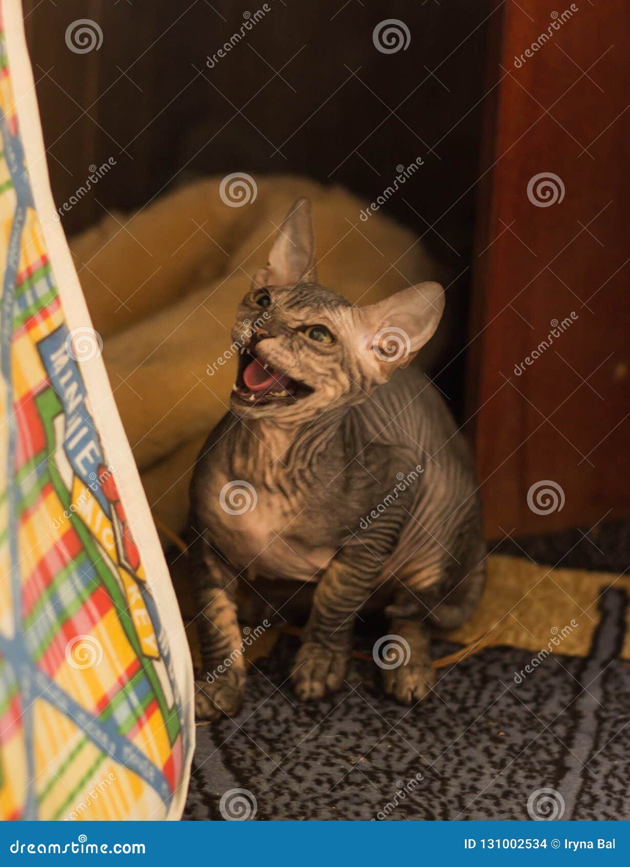 O Gato Calvo Muito Engraçado Sphynx Está Em Seus Patas E Jogos Foto de  Stock - Imagem de temperatura, nanômetro: 131002190
