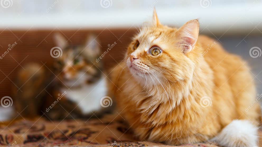 El Gato Estadounidense Shorthair De Cabello Duro Y El Gato Rojo ...