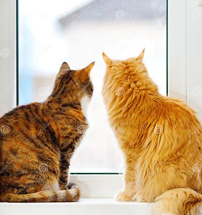 El Gato Estadounidense Shorthair De Cabello Duro Y El Gato Rojo ...