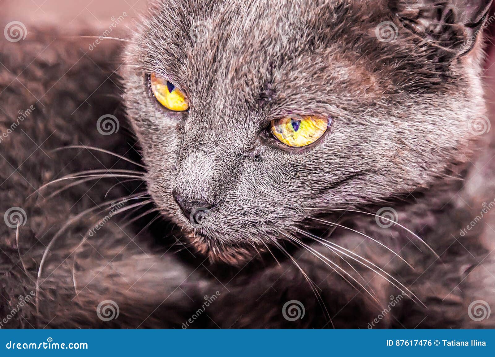El Gato Gris Con Los Ojos Amarillos Foto de archivo Imagen de cara