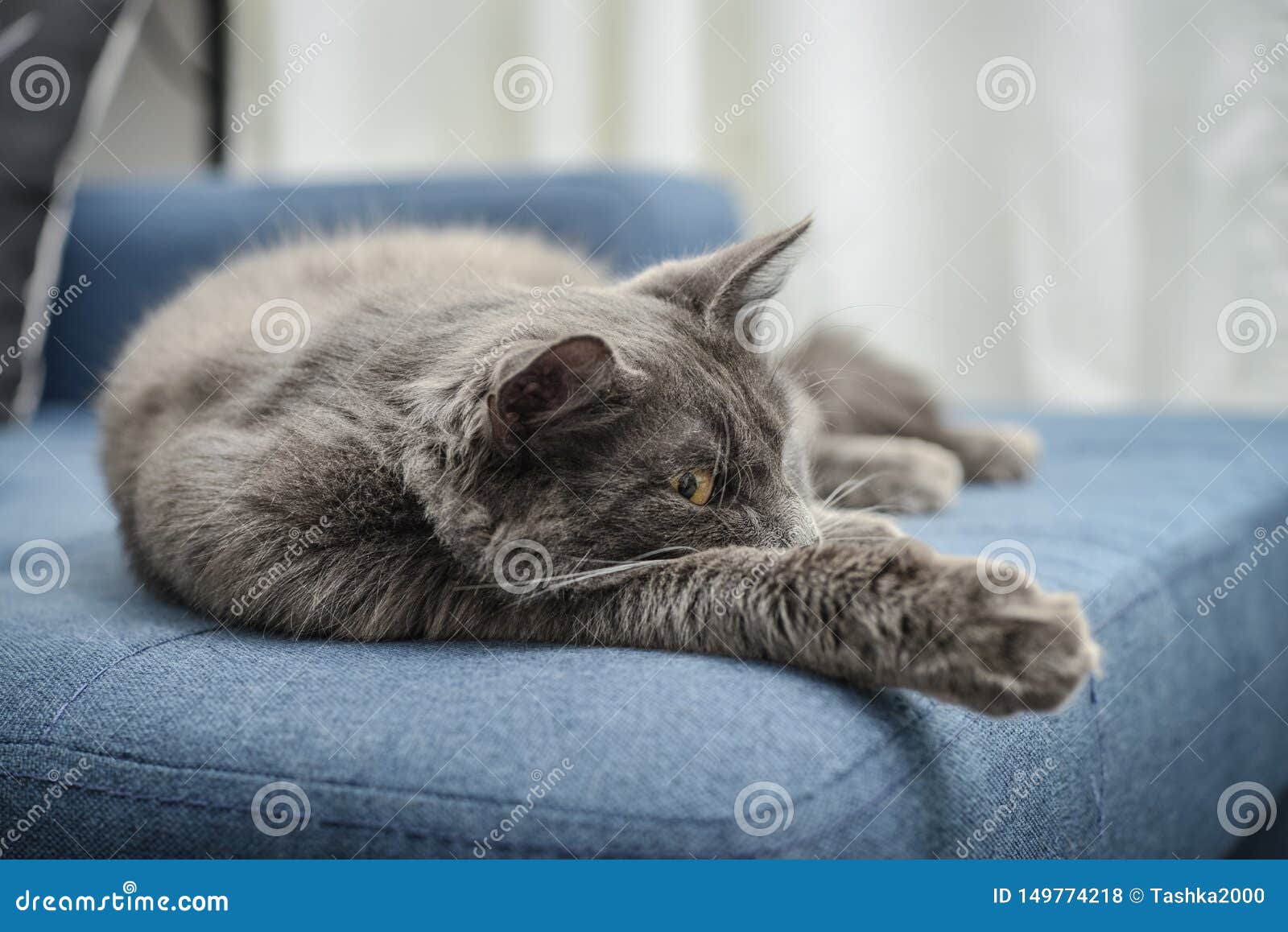 wallpapers Azul Ruso Pelo Largo Nebelung Azul Ruso Pelo Largo Gato Gris Raza el gato gris de nebelung del gato esta
