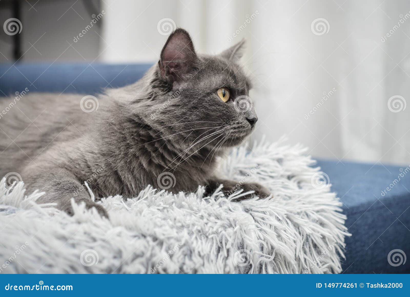 pix Azul Ruso Pelo Largo Nebelung Azul Ruso Pelo Largo Gato Gris Raza dreamstime