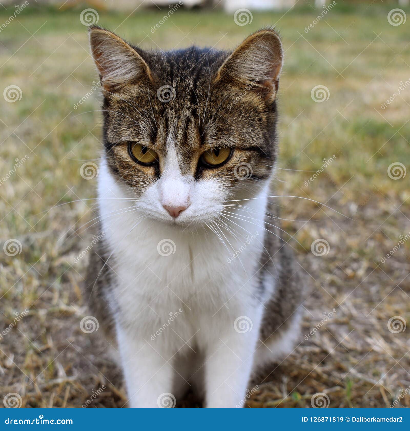 El Gato Gruñón Se Sienta Y Los Imagen de archivo Imagen de gatos, gatito: 126871819