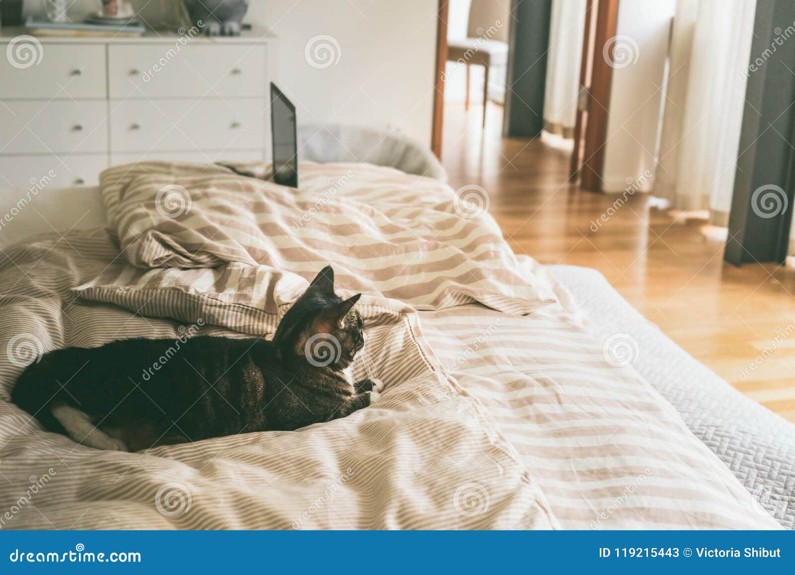 El Gato Miente En Cama En Dormitorio Con La Ventana Grande Imagen ...