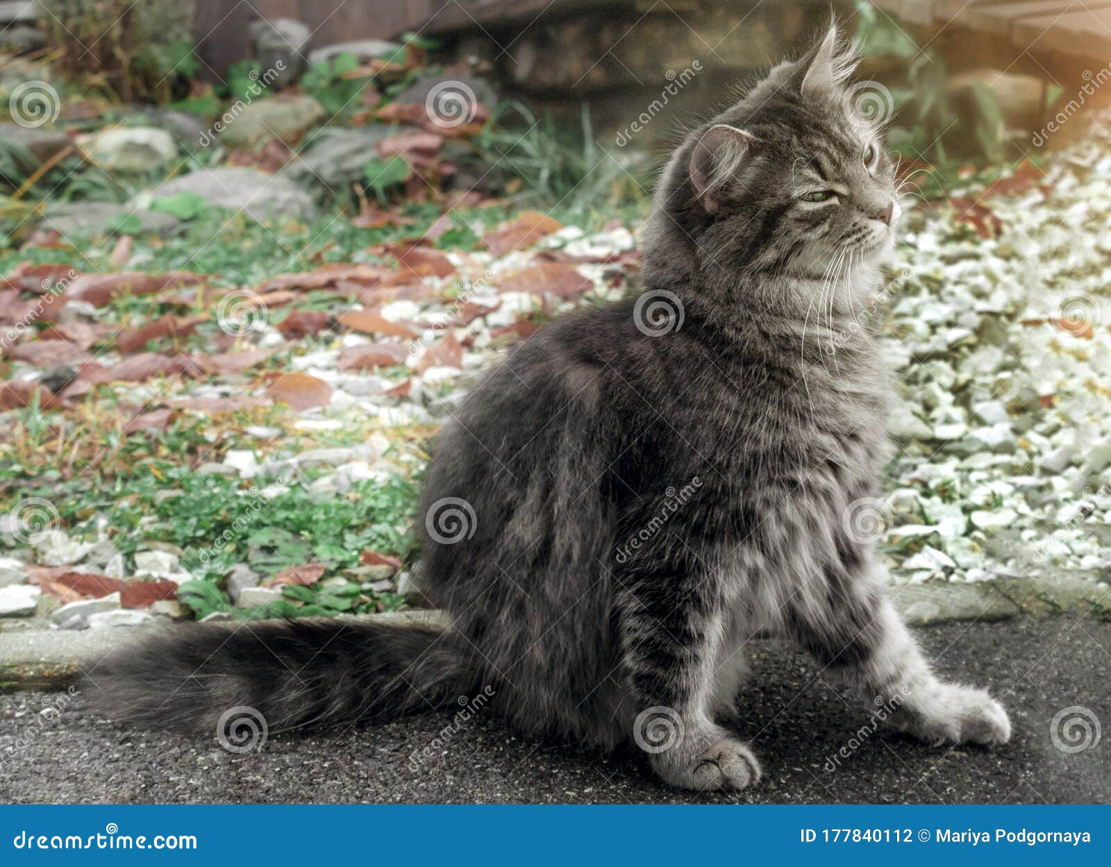 El Gato Se Rasca. El Florido Y Gris Cochecito De Ma z Persa Se