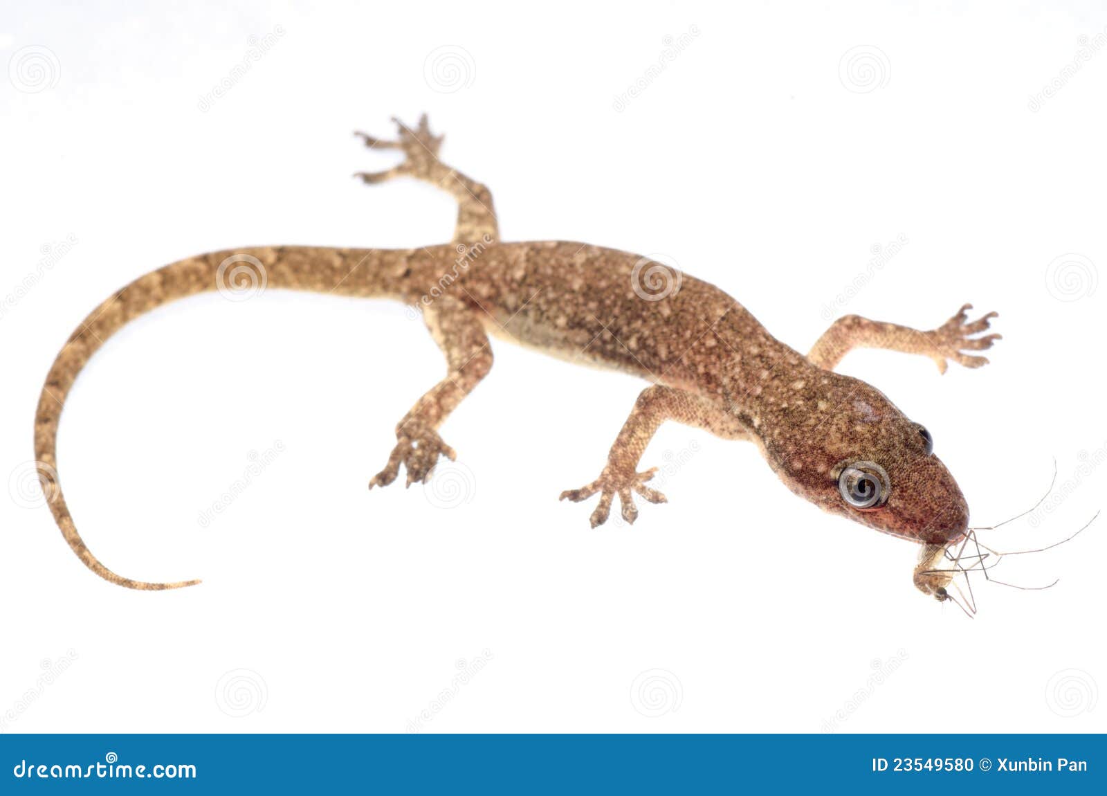 Gecko and Mosquito