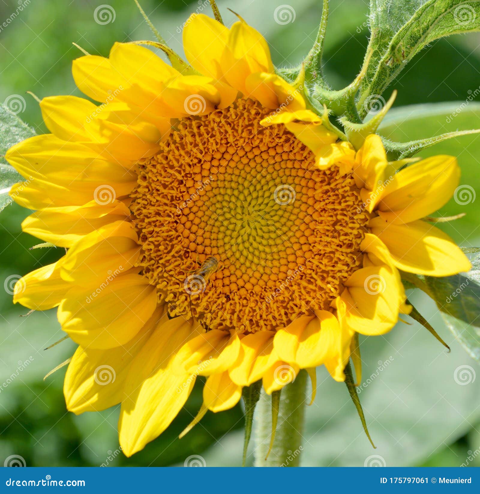 My Image 10