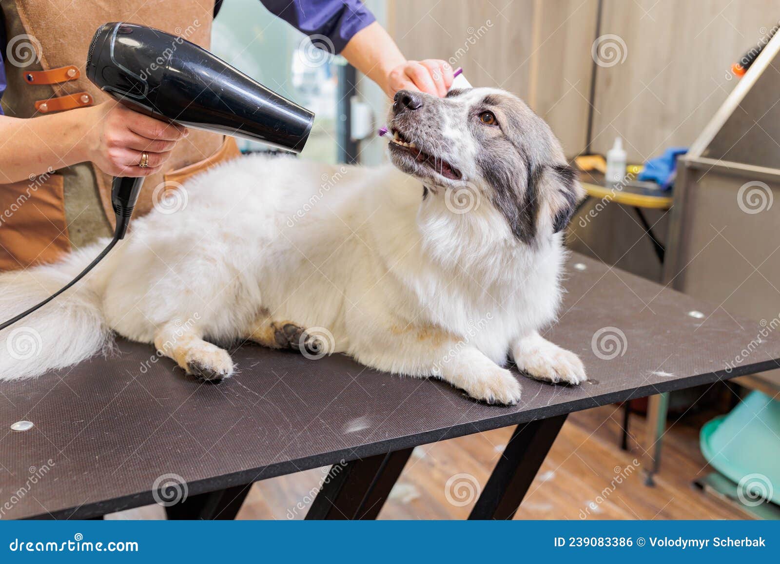 El Groomer Seca Al Perro Con Secador De Pelo Después Del Baño