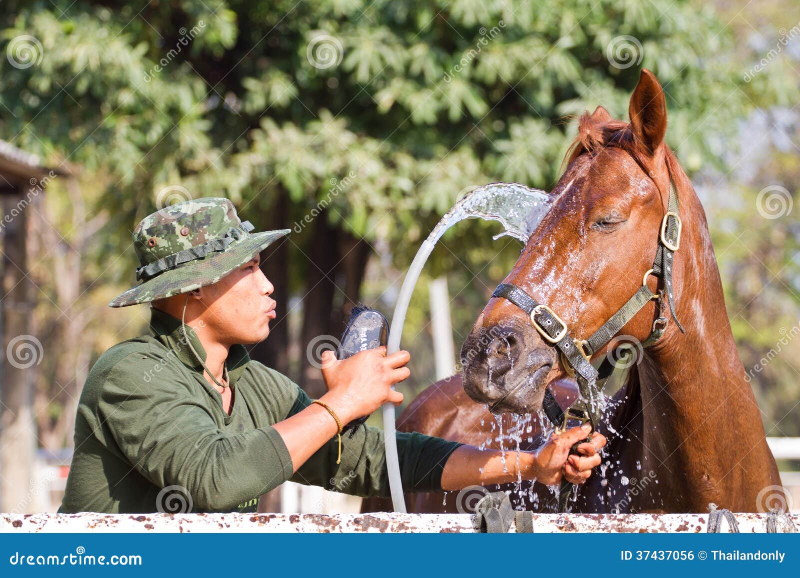 El hombre baña el caballo con el caballo en el chonburi Tailandia