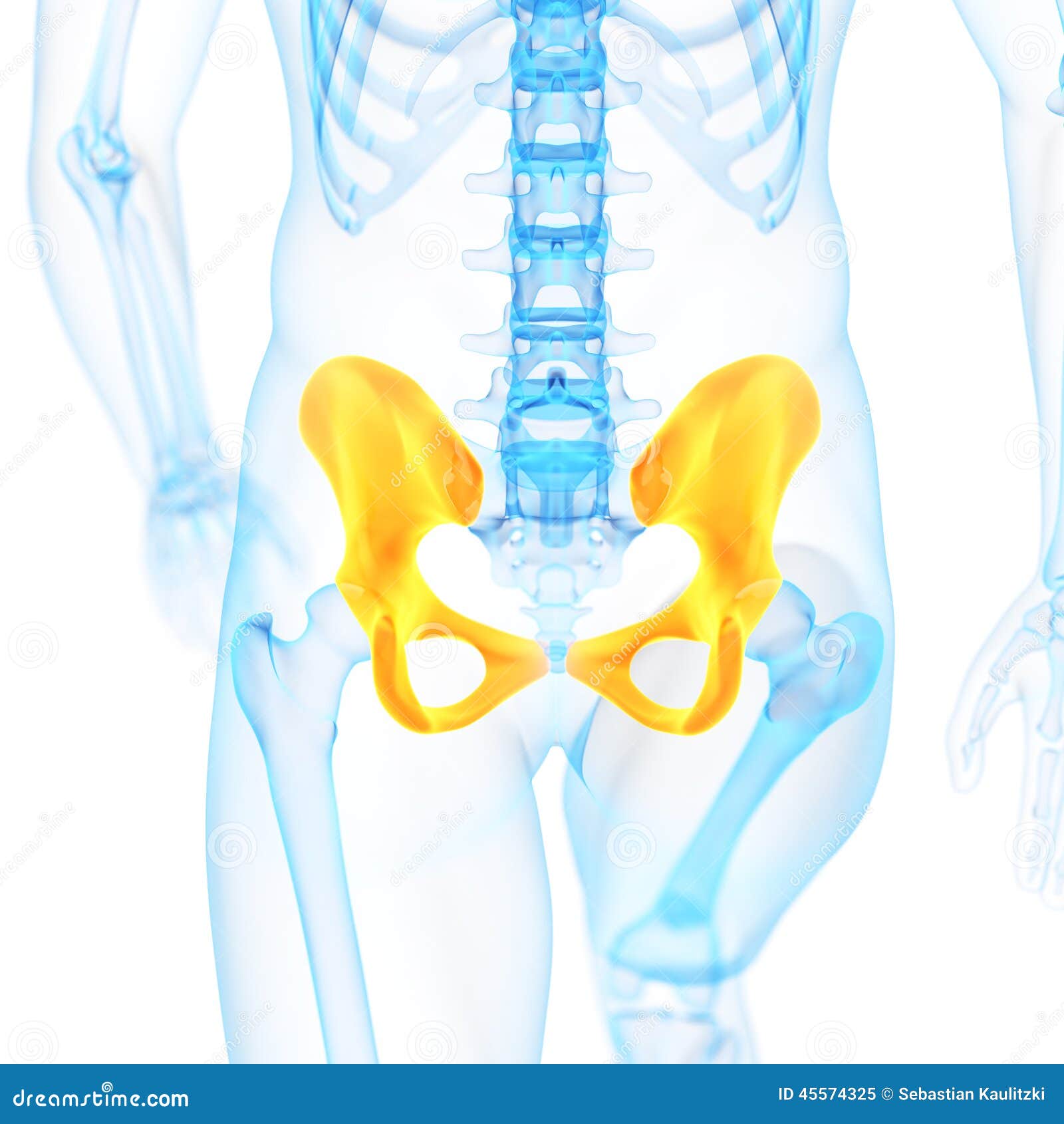 El hueso de la cadera stock de ilustración. Ilustración de ciencia