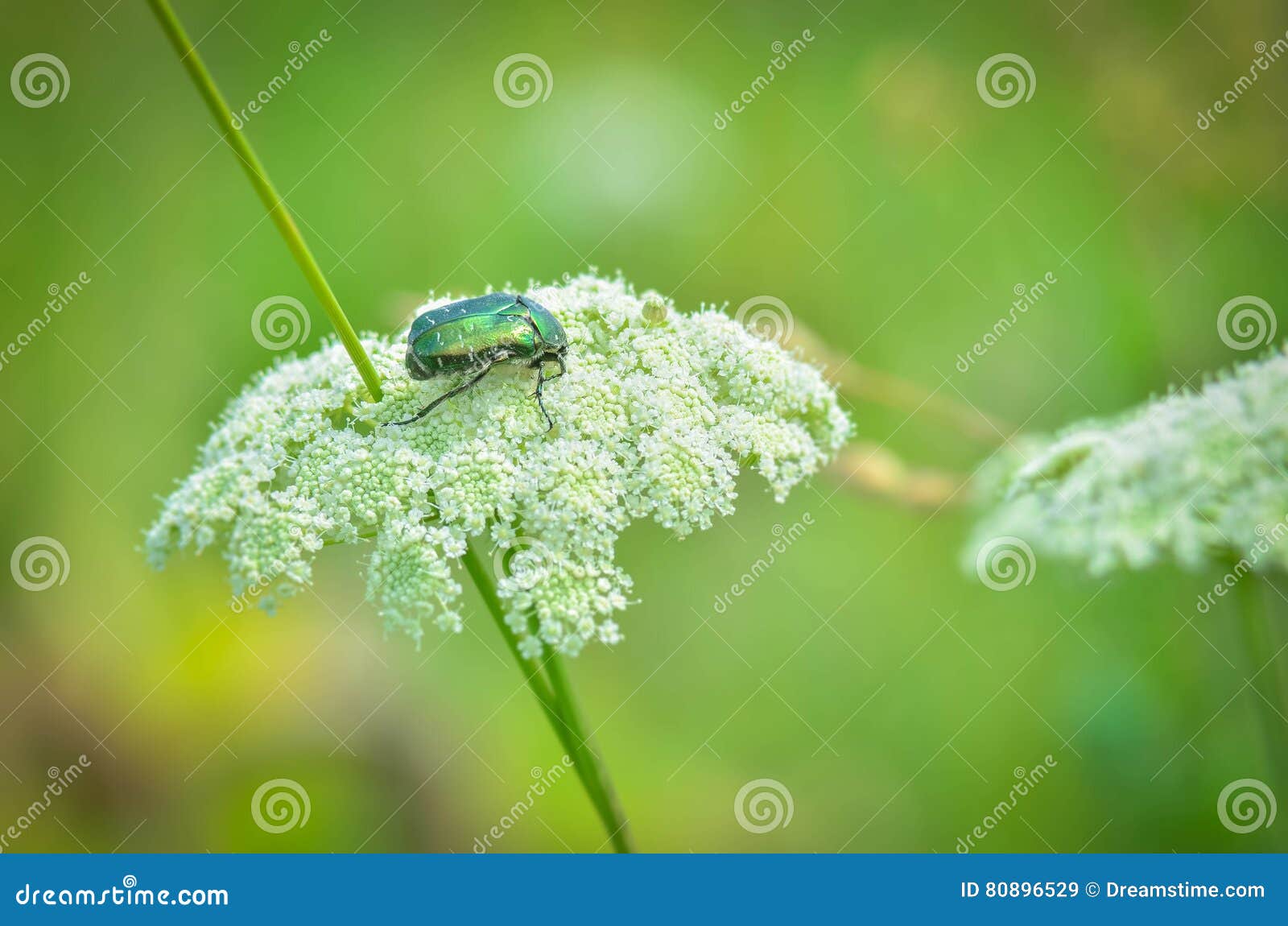 El insecto de la flor del espino tiene un resto en el campo